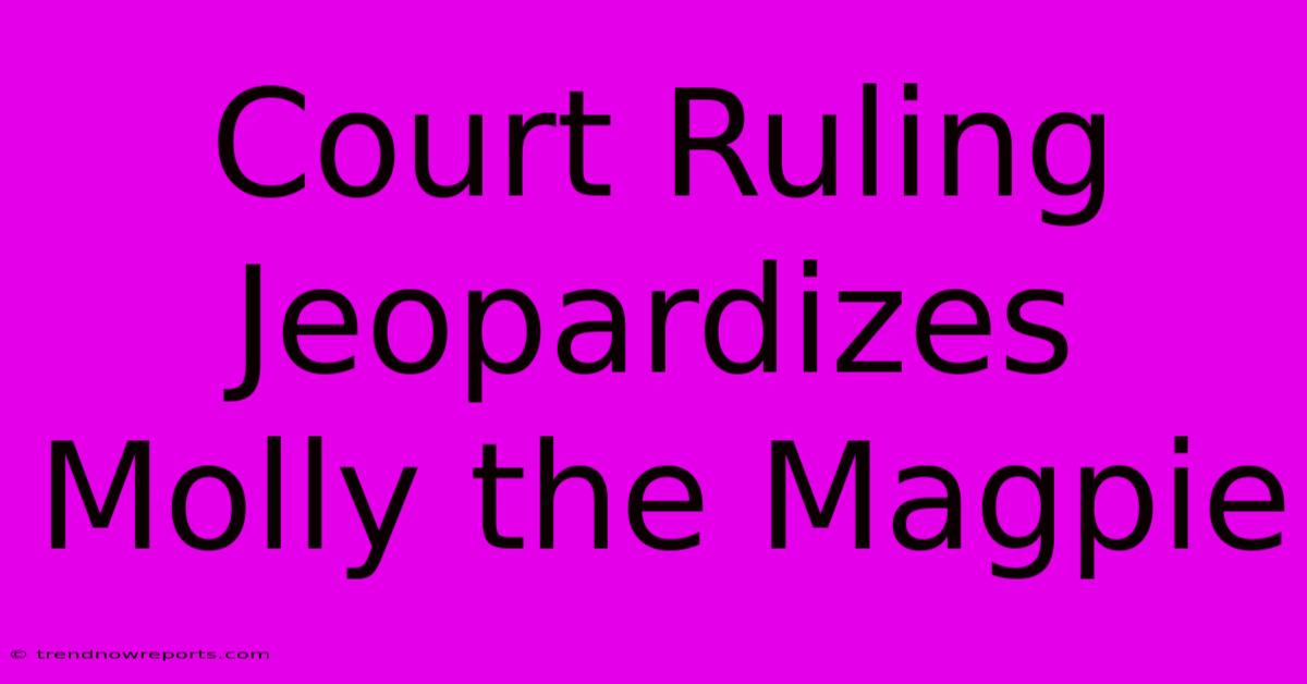 Court Ruling Jeopardizes Molly The Magpie